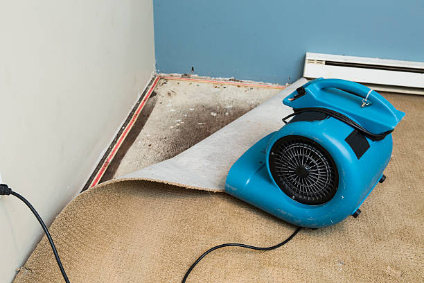 Best Water damage contractors near me  in Ithaca, MI